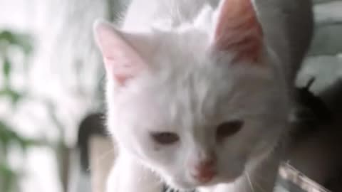 Adorable white cat at the piano