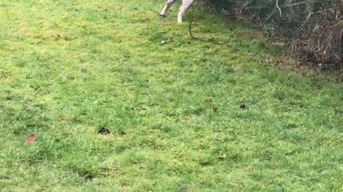 Neighbours cat taunts dogs through fence