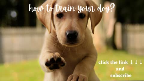 how to train your dog