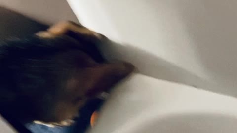 Pup Drops Ball in the Bath