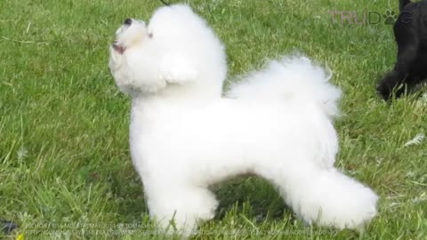 Caring For A Bichon Frise