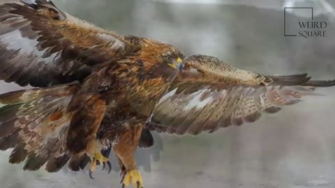 Interesting facts about golden Eagle by weird square