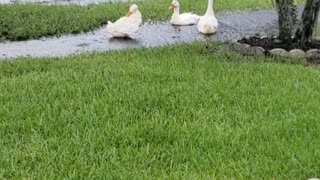 Ducks ,dogs ,water