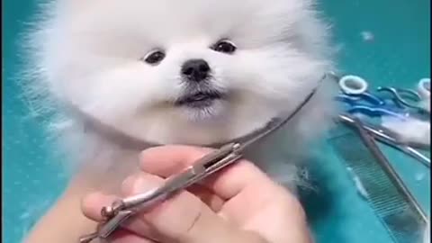 Cute Dog looks like toy after fresh cut.