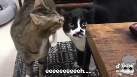 Funny Vedio! Cats Talking !! These Cates Can Speak English Better Then Human