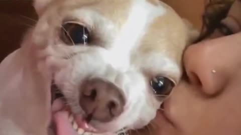 🤣Funny Dog Videos 2022🤣 🐶 It's time to LAUGH with Dog's life