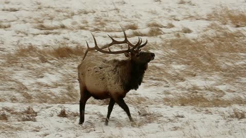 Bull Elk Spar in the Snow