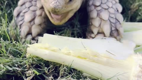 Tortoise wearing a red hat crunches on celery