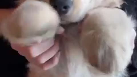 Cute puppy