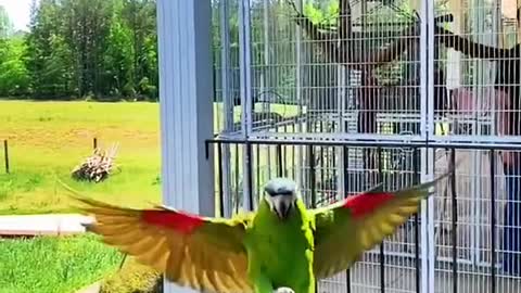 strawhatparrots#slowmo#fyp