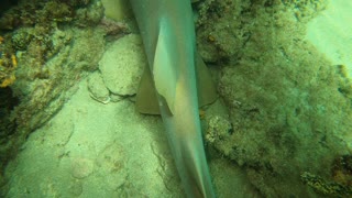 Shark Rescued Just Off Shore