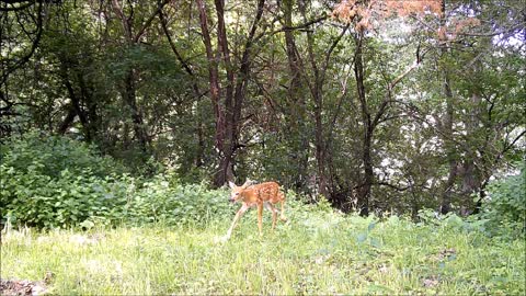 Fred Zepplin 2021, 2 Fawns & 2 Chucks