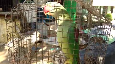 Parrot funy