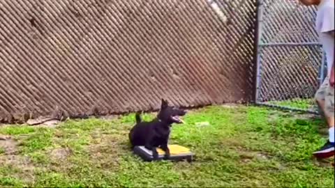 Teaching dog to guard object and people