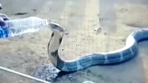 Funny Animals. Snake Drinking Bottled Water