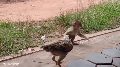 Monkey and rooster playing!