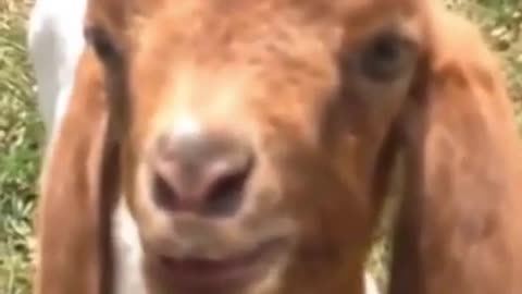 Haww baby goat talking cute funny 😂😂|| Try not to laugh ||