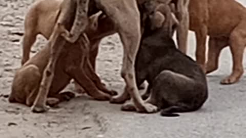 Bitch Feeding Puppies on the Road.