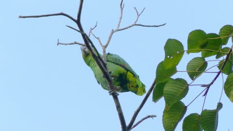 Low Angle View of Green Bird on Tree Branch