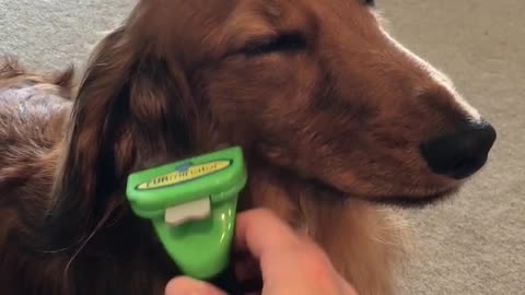 Mini dachshund is trying not to fall asleep while getting brushed...