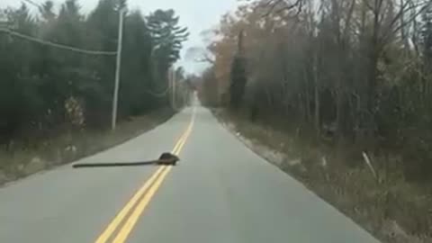 Beaver Cross The Road - Beaver Videos