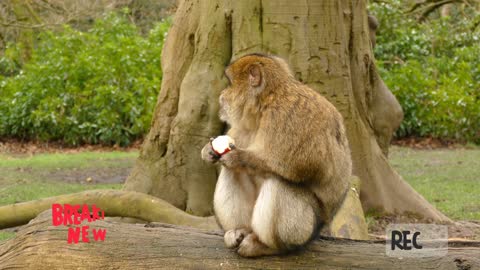 Adorable Monkey sitting and eating Apple