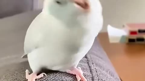 Clip bird funny videos