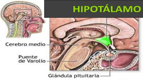 El Cerebro explicado para niños | Funciones del Cerebro | Educacion Primaria | Vídeos educativos