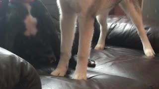 Husky pup vs staffy