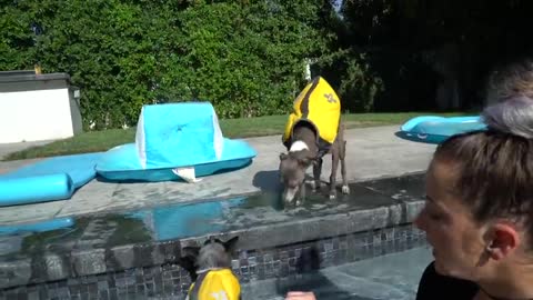 Teaching Dog How To Swim Into Pool Easily