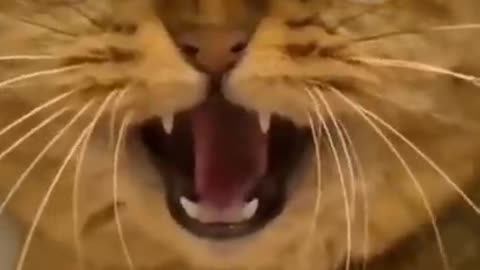 Best Funny cats short video(7