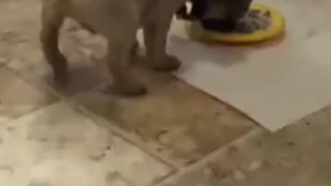 Dog farting eating