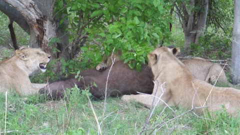 Young lions eating their prey an african buffalo