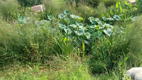 The lotus flowers in the pond look so noble