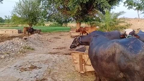 Indian animal buffalo and cow