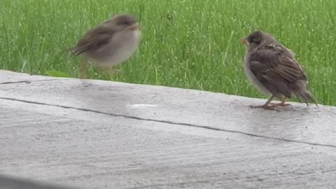 Cute baby birds love