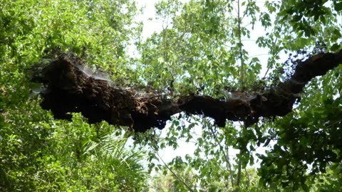 Turkey Creek Sanctuary, Palm Bay, FL. Slideshow.