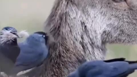 These birds are picking the hair of deer and it doesn't bother the deer.