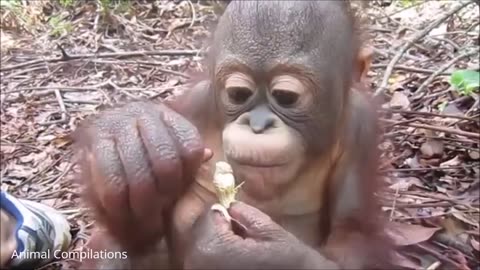 Baby Orangutan Are Adorable