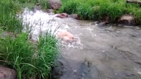 Dog Makes Unlikely Friendship With A School Of Fish