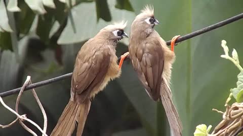 Close-up View of Birds Perched on A Tree Branch