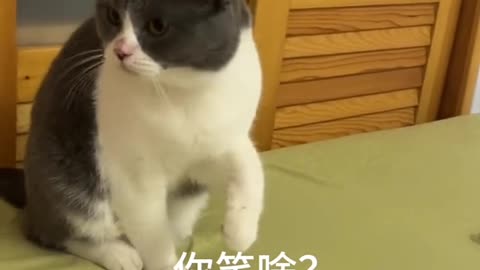 Funny cats, short, video, comment, viral, America, England,