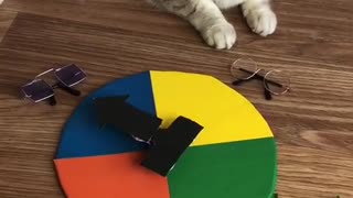 my cat paly spin the wheel game