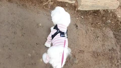 A cute puppy walking gently