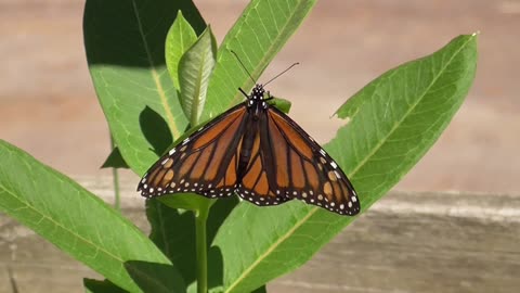 198 Toussaint Wildlife - Oak Harbor Ohio - Monarch At The Milkweed