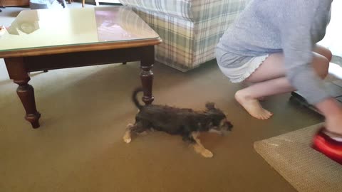 Puppy barks at vacuum cleaner