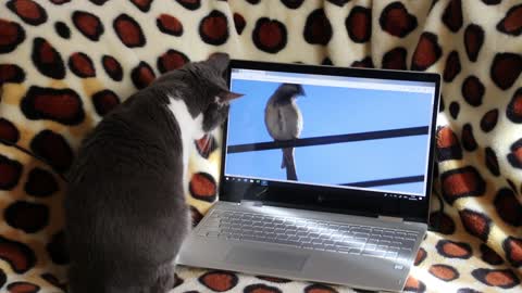 Cute cat playing with laptop