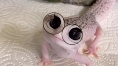 Frog With Glasses