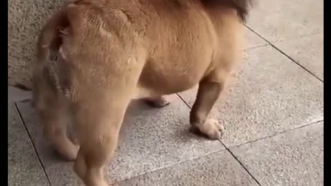 Lion Mane Haircut For Doggo