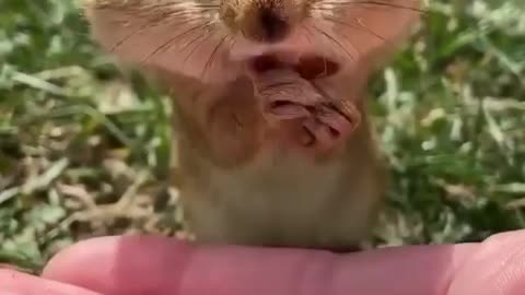 Chipmunk eating hazelnut, it follows keto diet viral video trending funny video